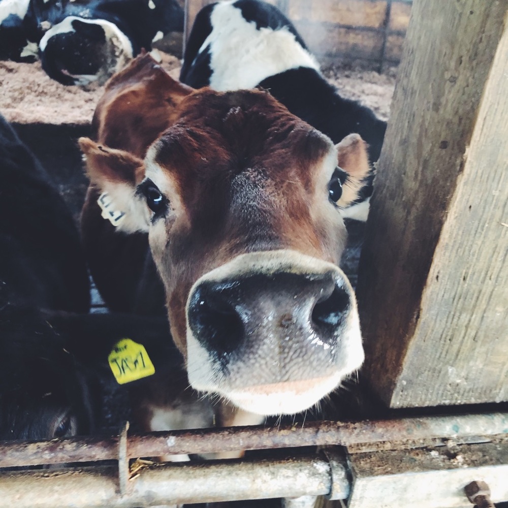 Meet your Posher, Lacee